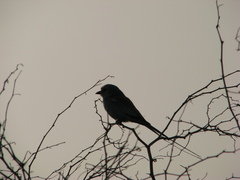 Coracias abyssinicus