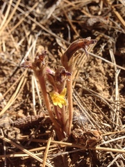 Aphyllon franciscanum