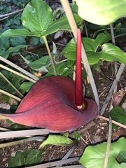 Typhonium trilobatum