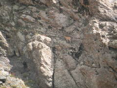 Capra aegagrus aegagrus