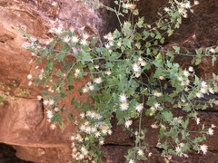 Perityle tenella