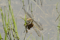 Rhionaeschna marchali