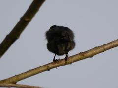 Cinnyris chloropygius