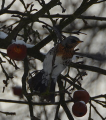 Turdus pilaris