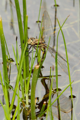 Rhionaeschna marchali