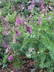 Hedysarum occidentale