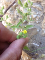 Mimetanthe pilosa