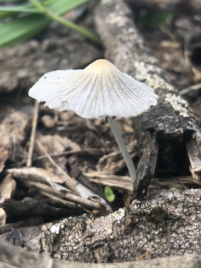Focused Image