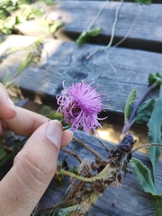 Centaurea jacea