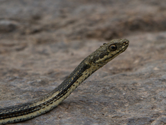 Masticophis taeniatus girardi