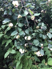 Symphoricarpos albus