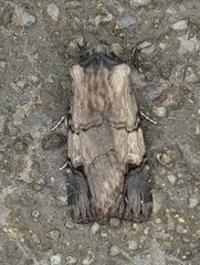 Dichagyris grotei