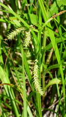 Carex schweinitzii