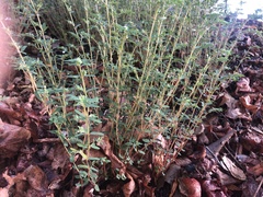 Euphorbia maculata
