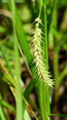 Carex schweinitzii