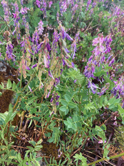 Hedysarum occidentale