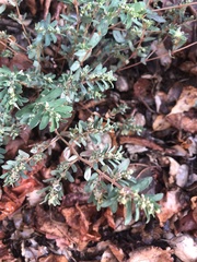Euphorbia maculata