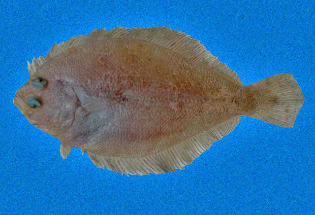 Shoal Flounder