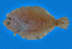 Shoal Flounder photo 1