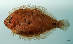Shoal Flounder photo 2