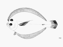 Shoal Flounder photo 3