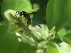 Parancistrocerus histrio
