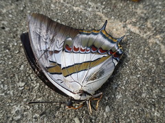 Polyura schreiber tisamenus