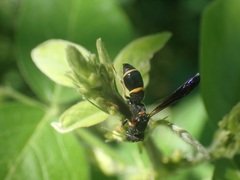 Parancistrocerus histrio