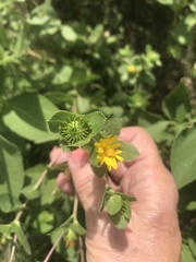 Grindelia adenodonta