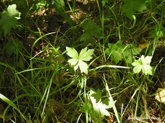 Ranunculus parviflorus