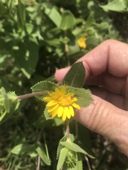 Grindelia adenodonta