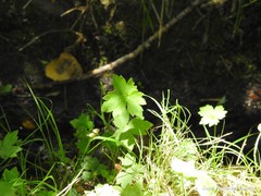 Ranunculus parviflorus