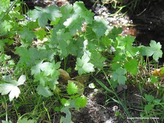 Ranunculus parviflorus