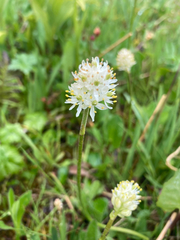 Triantha occidentalis