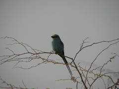 Coracias abyssinicus