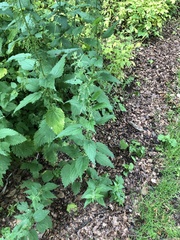Urtica dioica