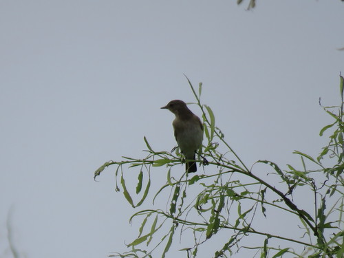 Brownish Elaenia (Elaenia pelzelni), photo 4