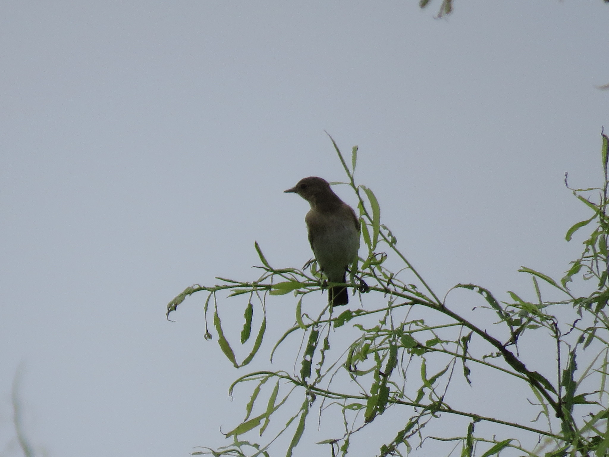 Brownish Elaenia (Elaenia pelzelni), photo 2