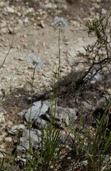 Marshallia caespitosa