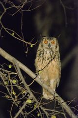 Bubo bengalensis