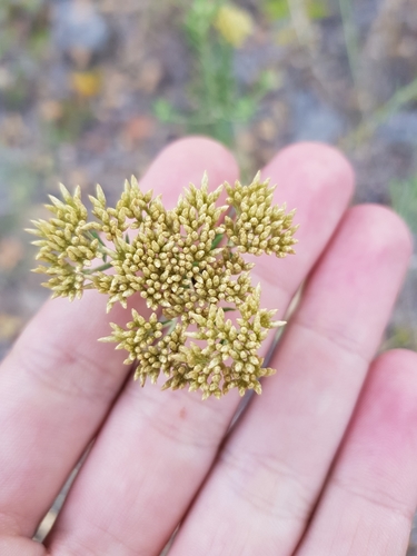 Helichrysum kraussii image