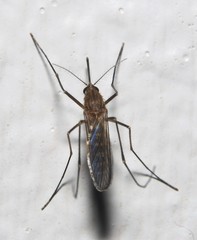 Culex erraticus