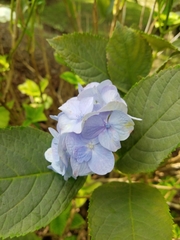 Hydrangea