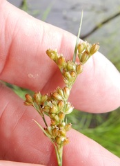 Juncus interior