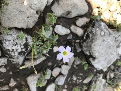 Blue woodsorrel (Oxalis caerulea)
