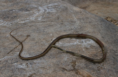 Masticophis taeniatus girardi