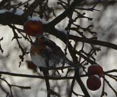 Turdus pilaris