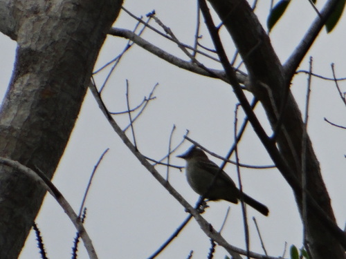 Elaenia cristata