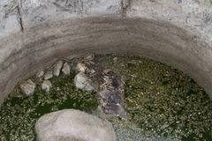 Masticophis taeniatus girardi
