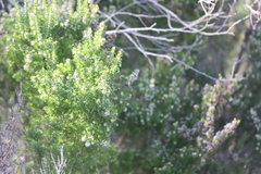 Erica lusitanica